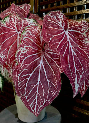 Peppermint Coleus Peperomia Obtusifolia Variegata Seeds