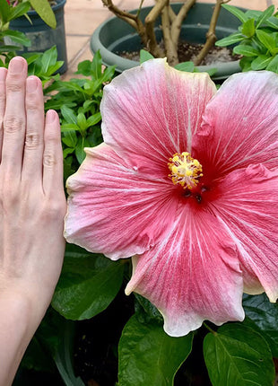 Mixed Giant Ombre Hibiscus Exotic Coral Flowers Seeds