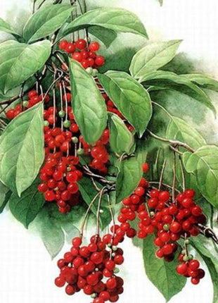 Egrow 50Pcs（100Pcs）/Pack Schisandra Seeds Chinese Magnolia Vine Edible Garden Fruit Tree Seed DIY Plants