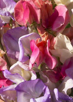 Incense Mix Sweet Pea Seeds