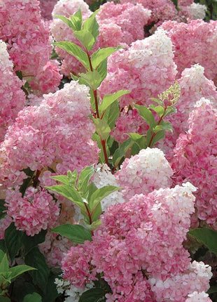 Strawberry Hydrangea Flowers Seeds Mixed Color Plants Home Garden Flower Seeds