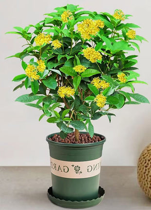 Four Seasons Osmanthus Tree Seeds