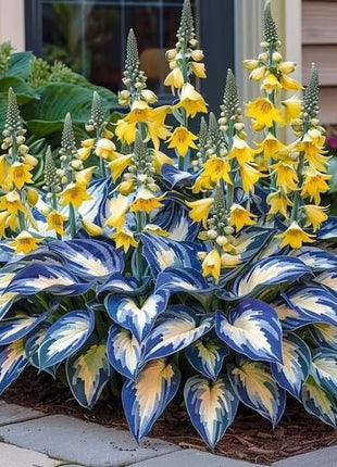🔥Premium Rare Hosta Seeds🌿Shade-Tolerant Plant