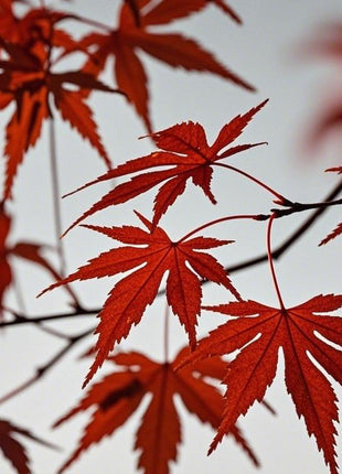 Red Japanese Maple Tree-10pcs Acer palmatum 'Bloodgood' Seeds – Deep Red Japanese Maple, Perfect for Pots, Patios & Bonsai
