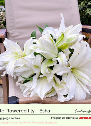 Lily Bulbs