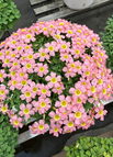 100 Seeds / Loli Pink