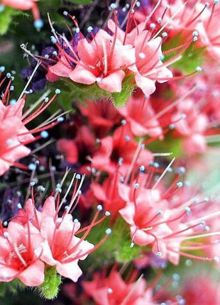 TOWER OF JEWELS Red Bugloss Echium Wildpretii Ruby Hummingbird Flower Seeds *Flat Shipping