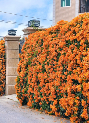 Mixed Climbing Flower Seeds -Over 30 kinds mixed