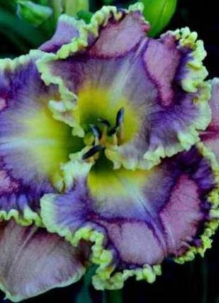 Daylily Hybrid Flowers Seeds, Hemerocallis Hybrid, 20pcs/pack