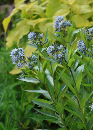 Licorice - A star representative of low-maintenance plants