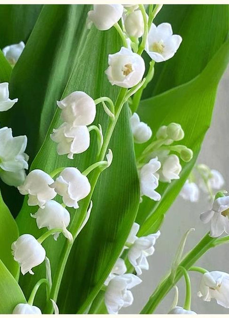 White lily of the valley-Waiting for happiness