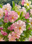 Grapefruit gradient color / 100 Seeds
