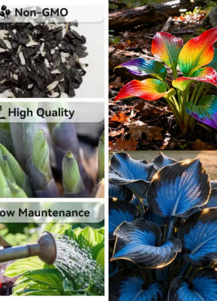 🔥Premium Rare Hosta Seeds🌿Shade-Tolerant Plant
