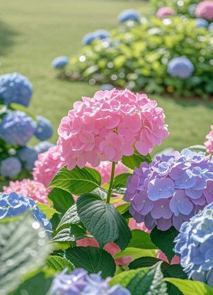 200 PCS Mixed Color Hydrangea Seeds, Easy to Grow, Ideal for Family Gardens, Small Spaces & DIY Floral Arrangements