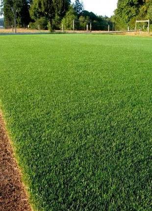 🌱 Evergreen dwarf grass seed for four seasons | Create your perfect lawn here