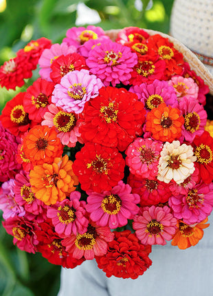 🌺Double Dwarf Zinnia Seeds