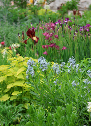 Licorice - A star representative of low-maintenance plants