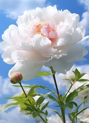 🔥LAST DAY 45% OFF🌺THE QUEEN OF FLOWERS—DOUBLE PETALED PIANI