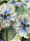 50 seeds / White