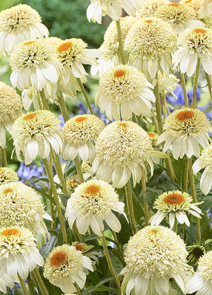 Echinacea purpurea 'Milkshake' (Coneflower)
