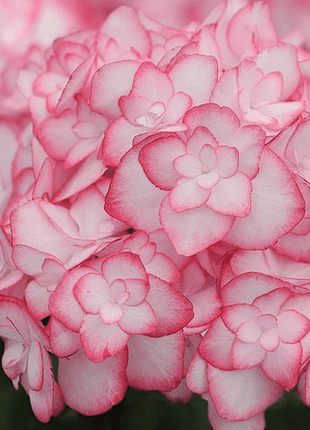 Outdoor hydrangea 'Miss Saori blue' 50 Seeds