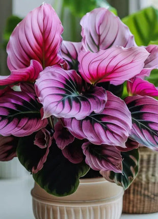Spectra Leaf Calathea