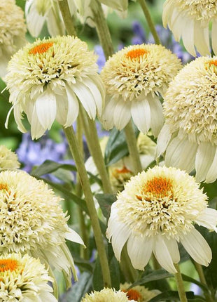 Echinacea purpurea 'Milkshake' (Coneflower)