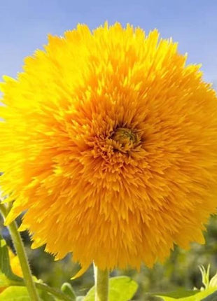 50 Seeds Teddy Bear Sunflower