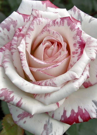 Rare Colorful Rose Plant Seeds for Home Garden