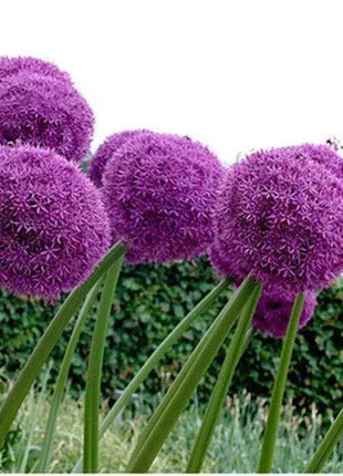 Giant Allium Giganteum Ornamental Onion Flower