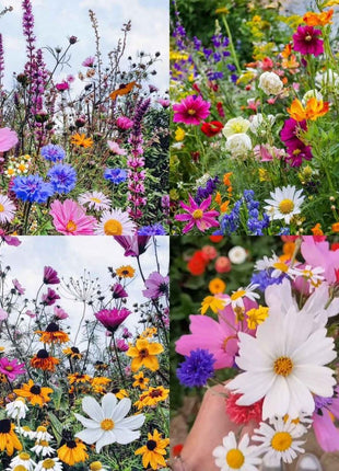 Perennial Flowers Seeds-Over 60 kinds mixed