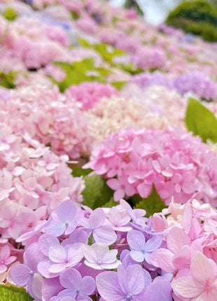 Hydrangea Seeds 50 seeds Mixed Color Seeds Perennial Flowers for Vibrant Garden Displays Hardy and Easy to Grow Perfect for Landscaping and Gardening Projects