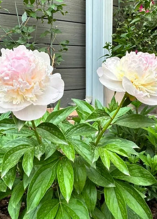 🔥LAST DAY 45% OFF🌺THE QUEEN OF FLOWERS—DOUBLE PETALED PIANI