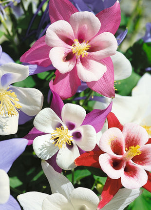 Columbine Seeds - Macana Giant Mix