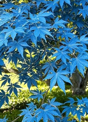 10 Pcs Blue Maple Tree Seeds – Rare Ornamental Shade Tree with Unique Cool-Toned Foliage, Easy to Grow, Perfect for Gardens, Yards & Stunning Landscape Displays