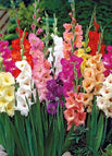 3 Bulbs / Mix