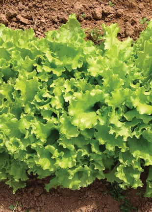 Lettuce Bergam's Green