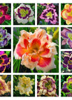 MIX(23 COLOR)