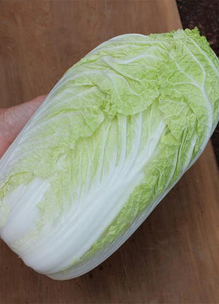 Cabbage Bilko F1 Organic