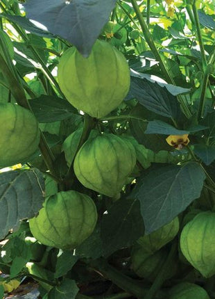 Super Verde Tomatillo Seeds