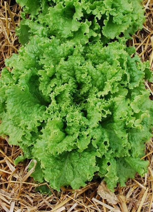 Lettuce Bergam's Green