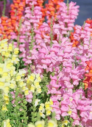 Dwarf Snapdragon  Seed Mixed