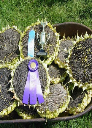 50 Pcs Mongolian Giant Sunflower Seeds