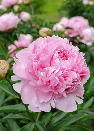 🌺 The Queen of Flowers—Double Petaled Piani