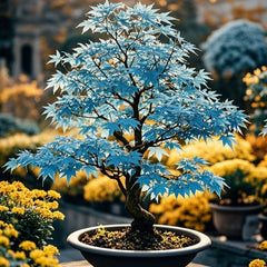 Collection image for: Maple Tree