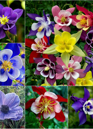 Columbine Seeds - Macana Giant Mix