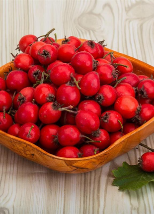 Hawthorn Seeds