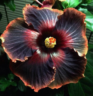 Rare Blue & White Hibiscus Seeds
