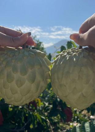 Sugar Apple Seeds
