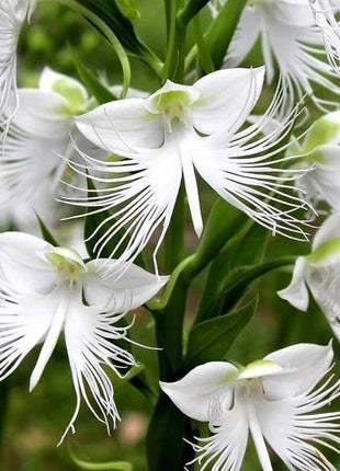 Habenaria radiata